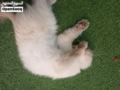قطه انثى هملايا بعيون زرقاء قاتله 2