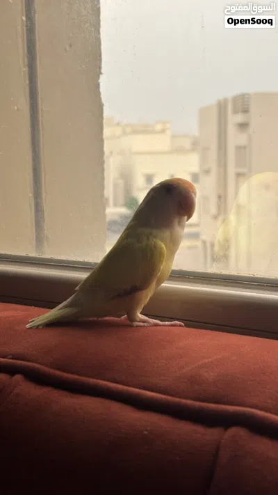 روز لوف بيرد ربوه اللون اصفر 2