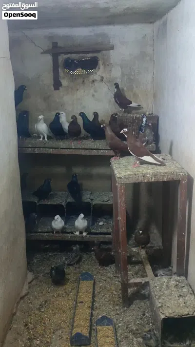 جواز حمام زق للبيع 4