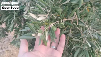 قطعة بجرش بسعر مغري الدونم بـ 4000 دينار 2
