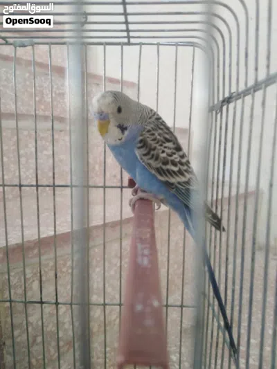 جوز عصافير الحب بألوان مختلفه 3