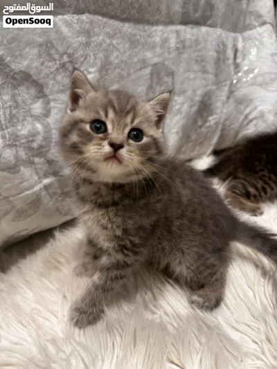 للبيع – قطط سكوتش شورت هير 4