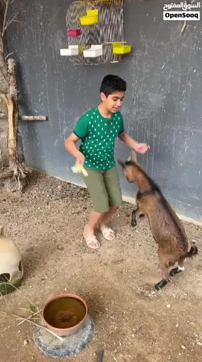 ماعز قزم زينه ذكر للبيع او المراوس حسب الرغبه اليف جدا يلعب مع الاطفال ذاناته ورقه كرونه 11 4