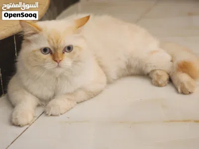 قط هملايا اورنج 2