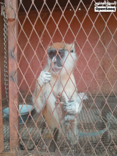 قرد النسناس 2