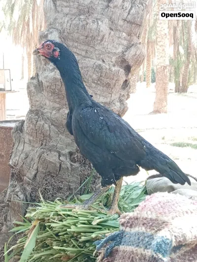 دجاجه مع اولادها بنجابي اصل 2