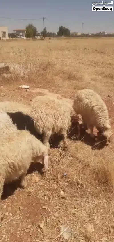 سع خرفان +3عبر 3