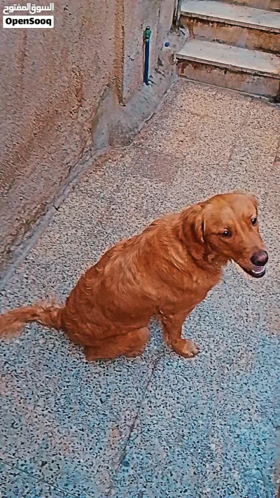 جولدن انثاي للبيع او بدل على كلب بيتبول 2