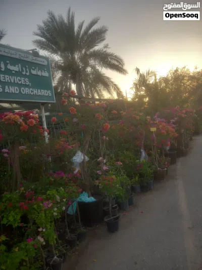 Garden care Muscat 4