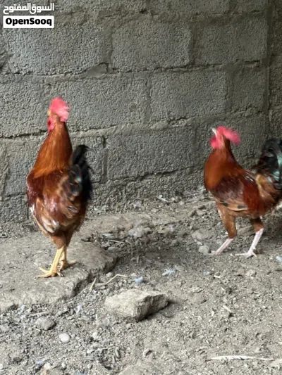 ديكة للبيع 4