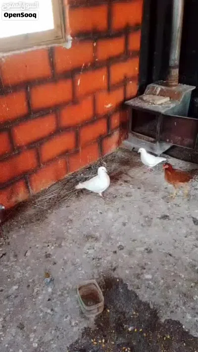 زوج حمام اراباش زوج حمام فرنسي 4