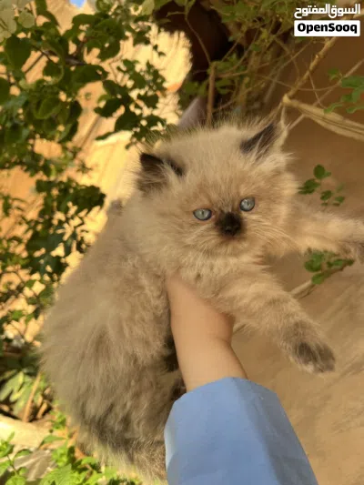 قط هيمالايا شوكلت 2