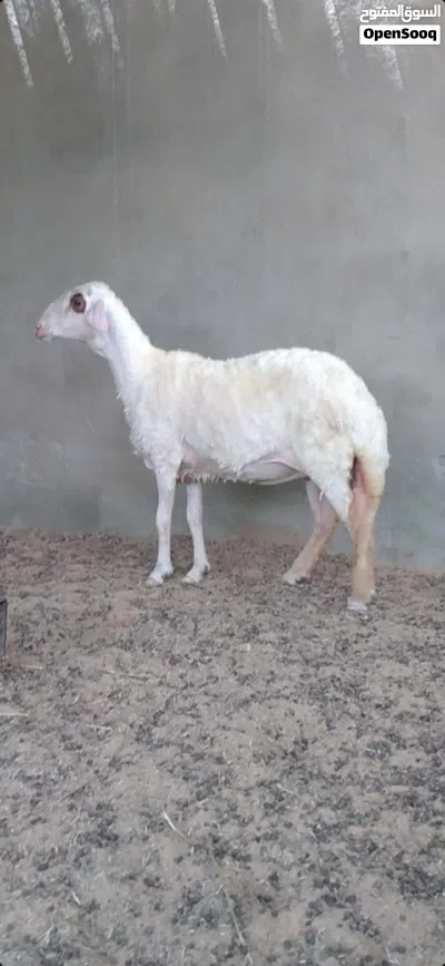 حولية هجين صوف للبيع 3