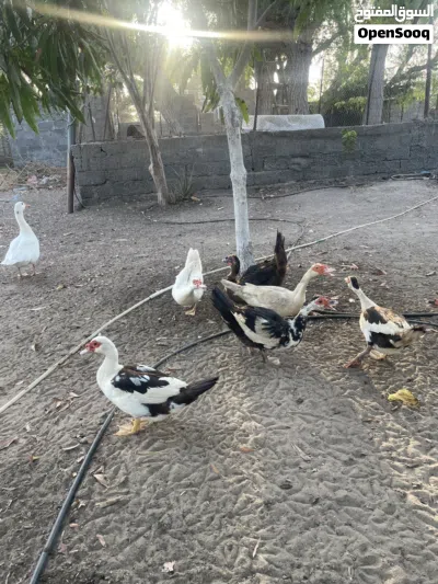 بط مصري منتجات 3