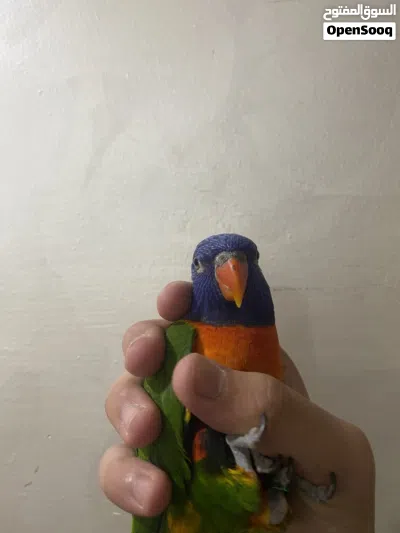 لوري ربون ريش كامل 4