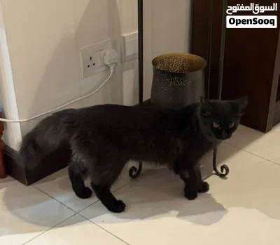 Long hair Chocolate Brown Male cat 3