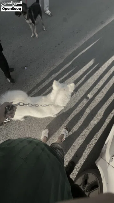 انثا هاسكي منتجه عيون كريستال للبيع او للبدل 3