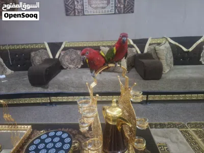 متوفر فراخ ببغاء لوري شطرنج من نوادر الاردن فطم جديد عز تدريب اليفات 100\100 حبات دبل جانبو صحه ون 2