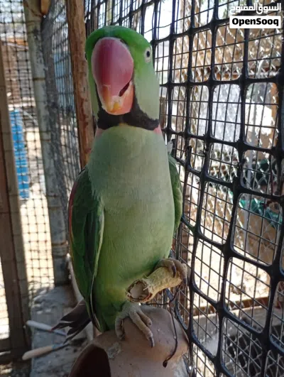 بيع ببغاء نبالي. اليف 4