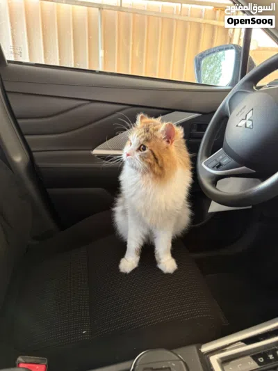 Male shirazi cat for Adoption 4