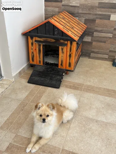 pomeranian puppy 2
