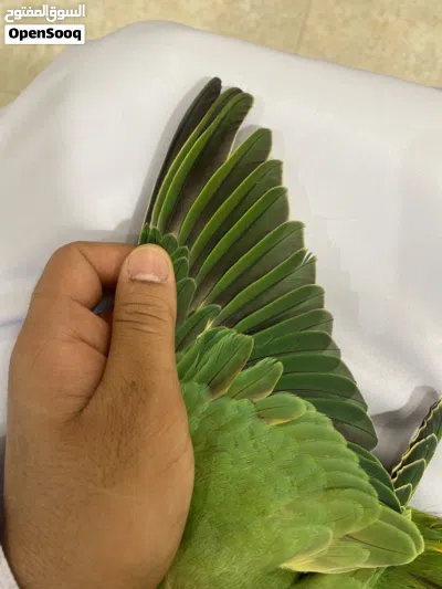 بغبغاء دره الهند للبيع 2