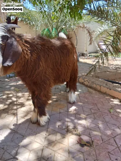 مشروع فحل من حلال بني سعيد لاصلي سلاله أبا عن جد من حلال اولاد المرحوم حميد السعيد الرستاق 2
