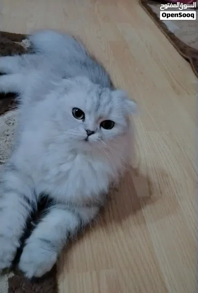قطه سكوتش فولد سلفر 3