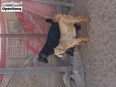 *نوع الحلال: تيوسه *العدد:2 *العمر:ثلاث اشهر إلى اربع *الصحه:ممتاز *الأسنان:ممتازه *السمن:طيب 2