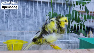 كناري مفتل سوبر 3