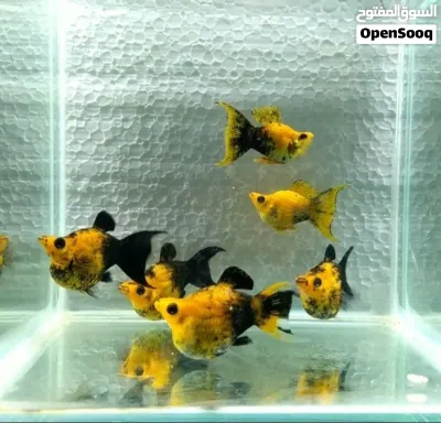 undefined 4