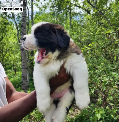 Purebred Saint Bernard Puppy Healthy, Fluffy & Ready for a Loving Home. 2