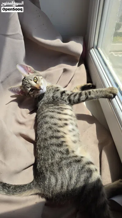 2~3 months old kitten 2