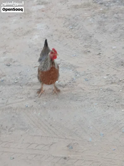 دجاج بلدي غليظ (مضروب برهمة) وديك برهمي سوبريت وديك عادي الله يبارك 4