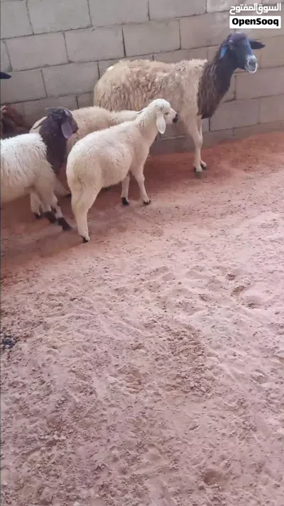 زوز نعاج ثوميات تحتهم 2خروف و2فطيمه 4