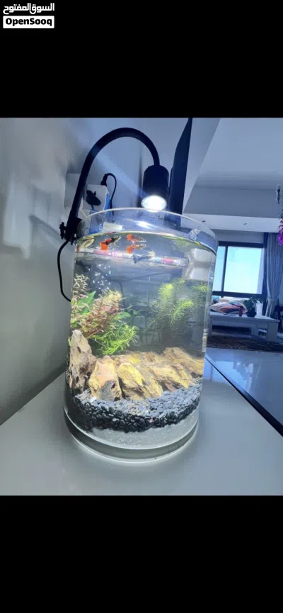 Aquarium 2 Months used URGENT SALE 2