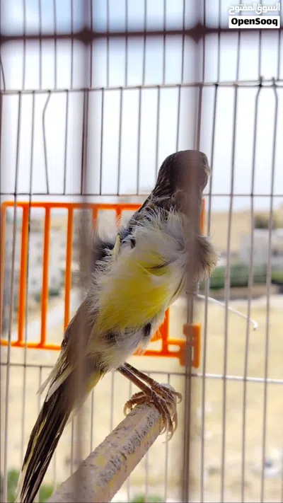 كنار بندوق حبشي شمالي جنوبي بالصلاة على النبي 2