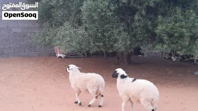 2فطايم وطنيات مشالله خوات توميات ربي يبارك عمرهم ف5شهور ونص سلمات من العيوب والامراض المكان تاجوراء 4