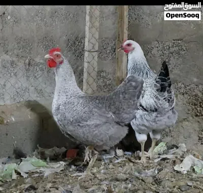 دجاج الحجم الضخم جد جد 4