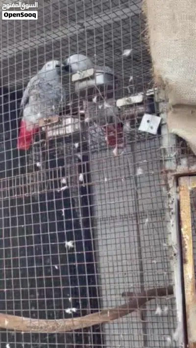 زوج ببغاء الرمادي الافريقي كاسكو عمرهم فوق 8 سنوات 2