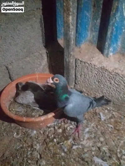 دكر كاريرا والانتي اسكندرون للبيع 250 كوبيا بيدحوا قريبا 3