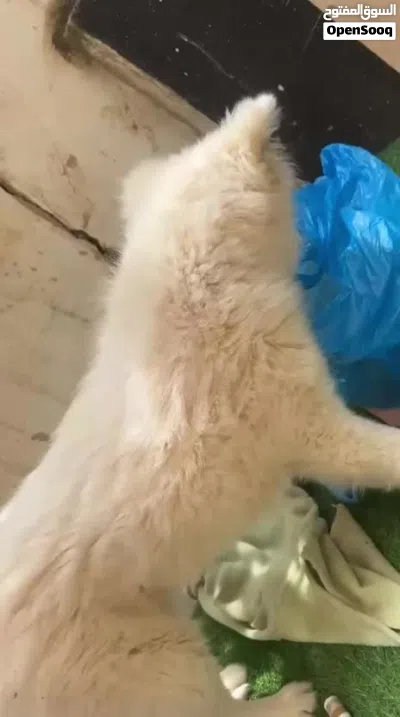 كلب سموايت للبيع 3