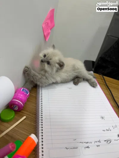 شيرازي العمر شهر ونص 3
