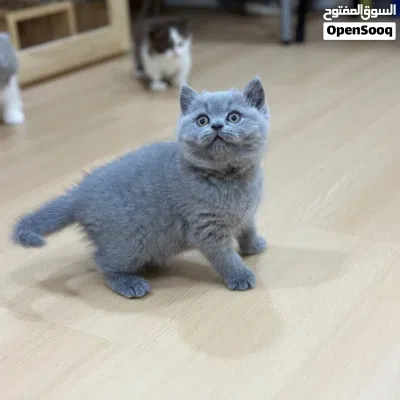 British Shorthair Kitten 2