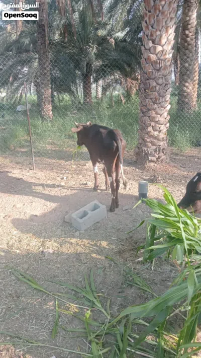 عجول محليه 4