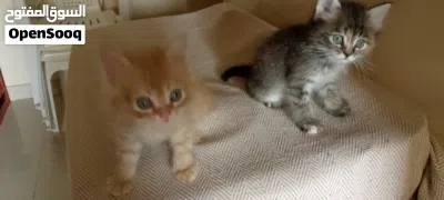 cute baby cat's kittens 3