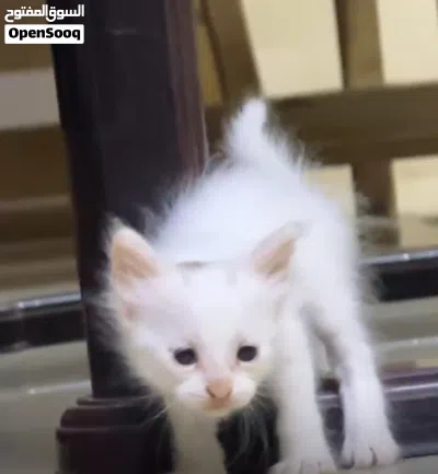 new born kitten 2