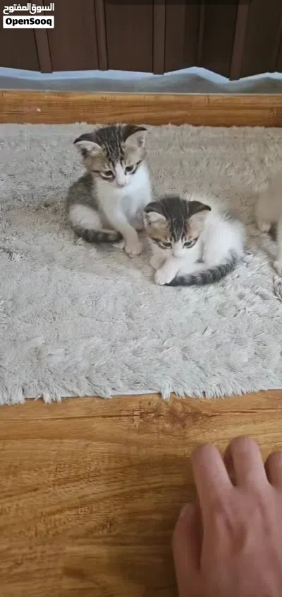 kittens two months old for adoption 2