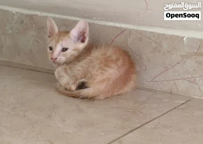 قطط مهجنه للبيع عمر شهرين 3