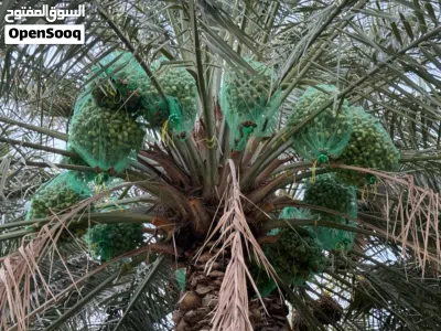 طناء نخيل نوع خلاص 3